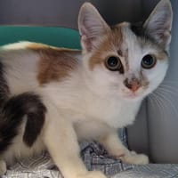Parma, chatte à adopter