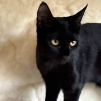 BELLIS, chatte à adopter