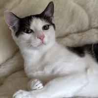 BOOMING, chat à adopter