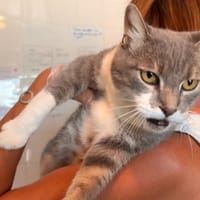 Shasha (Réservé), chat à adopter