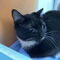 CHOUETTE, chatte à adopter
