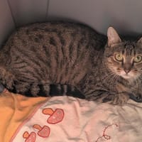 FEUILLETÉE, chatte à adopter