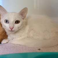 KIPROKO, chatte à adopter