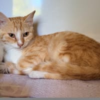 LASLO, chatte à adopter