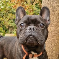 Nugget, chien à adopter