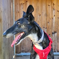 TIMO, chien à adopter