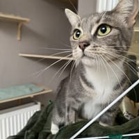 MARTINE, chatte à adopter