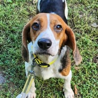 PAPRIKA, chienne à adopter