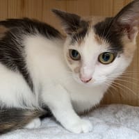CLOWN, chatte à adopter