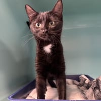 bonnie, chatte à adopter