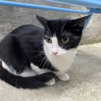 JANE, chatte à adopter