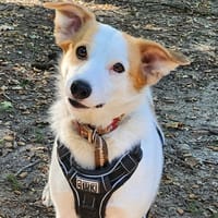 VULPA, chienne à adopter