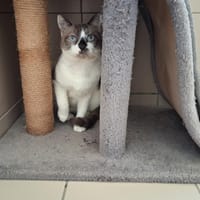 PACHA, chat à adopter