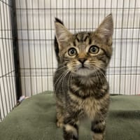 CHAMALLOW, chatte à adopter