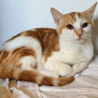 ROAN, chatte à adopter