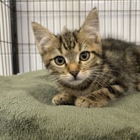 MADELON, chat à adopter