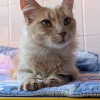 LEIKA, chatte à adopter