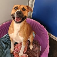Bobby, chien à adopter