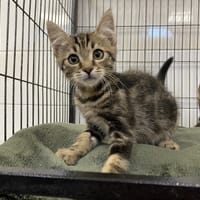 COOKIE, chat à adopter