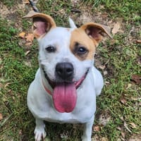 CARDI, chienne à adopter