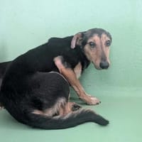 Oslon, chien à adopter