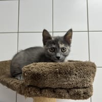 JACKIE, chatte à adopter