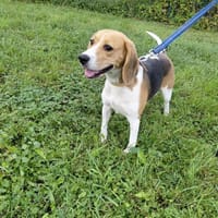 SALY, chienne à adopter