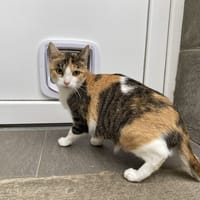 JENNY, chatte à adopter
