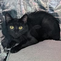 CERIA, chatte à adopter