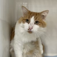ASTOR, chat à adopter