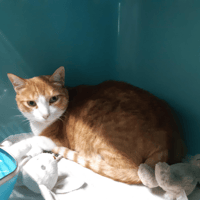 Hommel, chat à adopter
