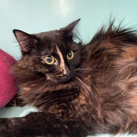 CASSIS, chatte à adopter