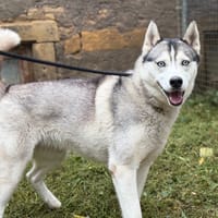 VICKY, chienne à adopter