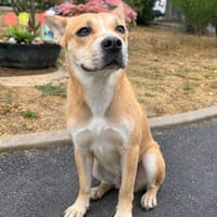 HERA, chienne à adopter