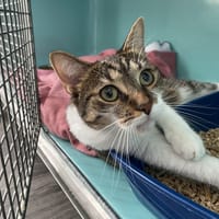 PECHE, chatte à adopter