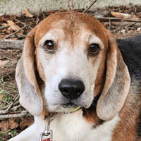 ORION, chien à adopter