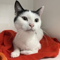 FICELLE, chatte à adopter
