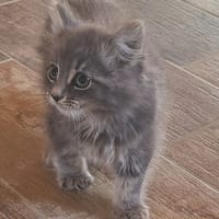 JAQ, chat à adopter