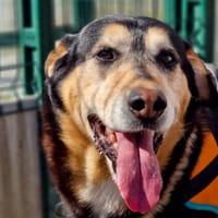 LOU, chien à adopter