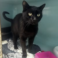 GIVENCHY, chat à adopter