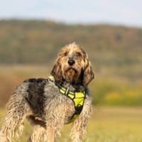 TEMPETE, chienne à adopter