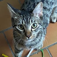 MARCIA, chatte à adopter
