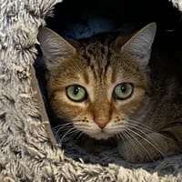 CHIPIE, chatte à adopter