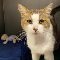KO, chat à adopter