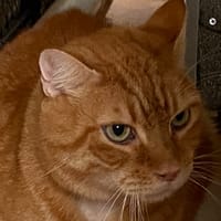 MITSOU, chat à adopter