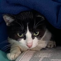 RITA, chatte à adopter