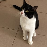 CARLITO, chat à adopter