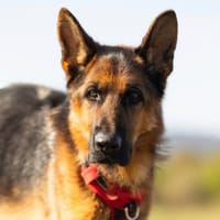 MAX, chien à adopter