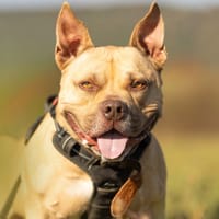 TYSON - RÉSERVÉ, chien à adopter