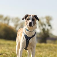 BALTO, chien à adopter